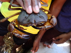 Barytelphusa cunicularis