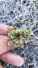 Claytonia rubra rubra