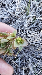 Claytonia rubra rubra