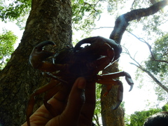 Barytelphusa cunicularis