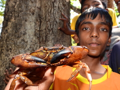 Barytelphusa cunicularis