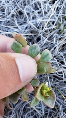 Claytonia rubra rubra