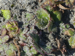 Glehnia littoralis
