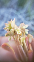 Claytonia rubra rubra