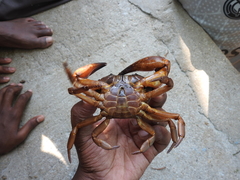 Barytelphusa cunicularis