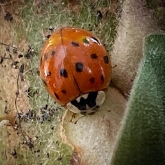 Harmonia axyridis