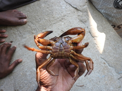 Barytelphusa cunicularis