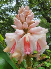 Alpinia shimadae