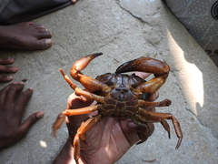 Barytelphusa cunicularis