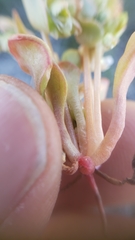 Claytonia rubra rubra