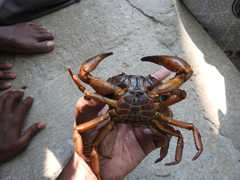 Barytelphusa cunicularis