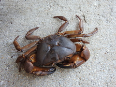 Barytelphusa cunicularis