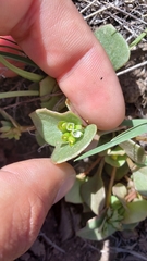 Claytonia rubra rubra