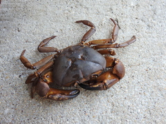 Barytelphusa cunicularis