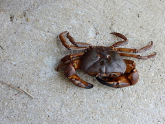 Barytelphusa cunicularis