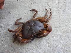 Barytelphusa cunicularis