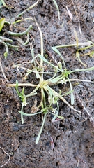 Limosella acaulis
