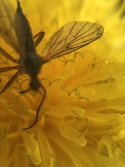 Empis punctata