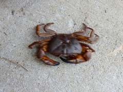 Barytelphusa cunicularis