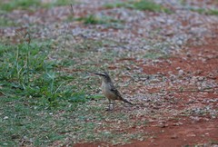 Mimus saturninus