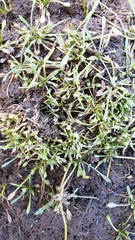 Limosella acaulis