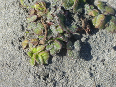 Glehnia littoralis