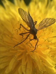 Empis punctata