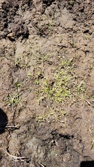 Limosella acaulis