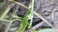 Limosella acaulis