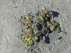 Glehnia littoralis