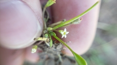 Limosella acaulis