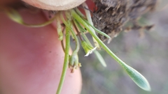 Limosella acaulis