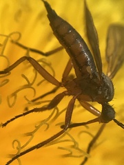 Empis punctata
