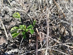 Leucanthemum ircutianum