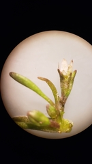 Limosella acaulis