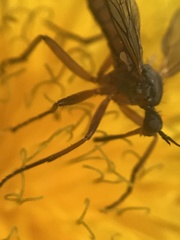Empis punctata