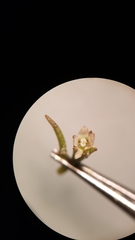 Limosella acaulis