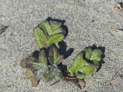 Glehnia littoralis
