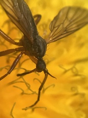 Empis punctata