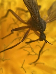 Empis punctata