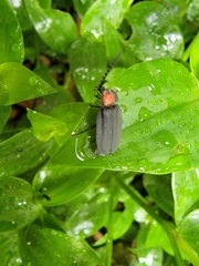 Pyrocoelia formosana