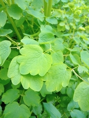 Thalictrum aquilegiifolium