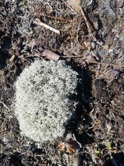 Cladonia