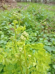Thalictrum aquilegiifolium