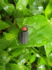 Pyrocoelia formosana