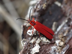 Dictyoptera simplicipes