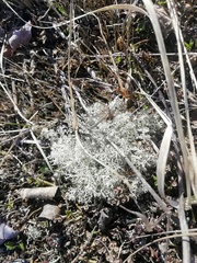 Cladonia