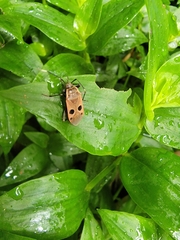 Physopelta fusciscutellata