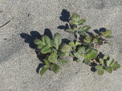 Glehnia littoralis