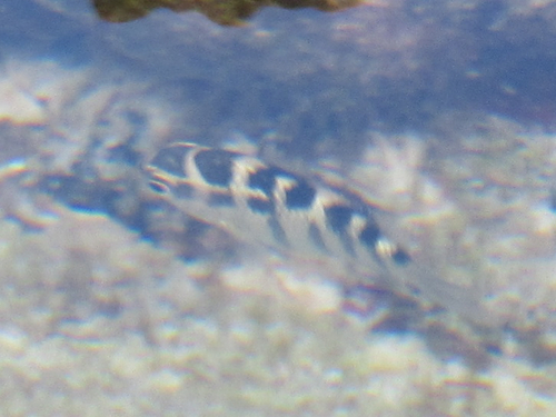 Photo of Unicolored Sergeant Major (Abudefduf concolor)